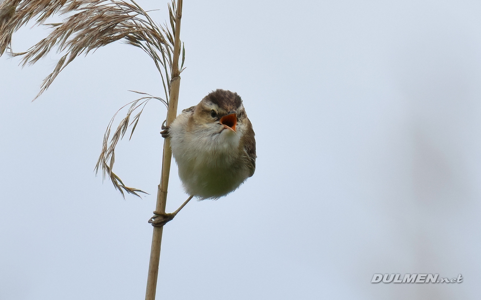 Sedge Warbler (Acrocephalus schoenobaenus)